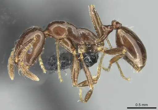 Monomorium grassei specimen CASENT0913764 image casent0913764_3