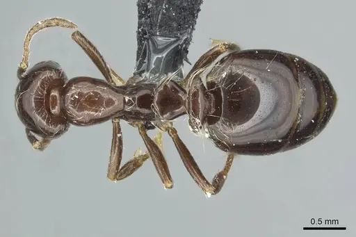 Monomorium grassei specimen CASENT0913765 image casent0913765_1