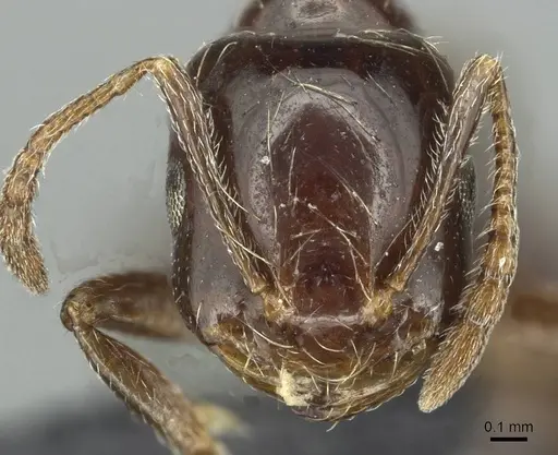 Monomorium grassei specimen CASENT0913765 image casent0913765_2