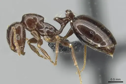 Monomorium grassei specimen CASENT0913765 image casent0913765_3