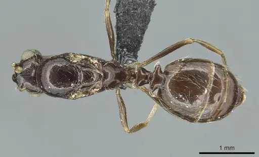 Monomorium grassei specimen CASENT0913766 image casent0913766_1
