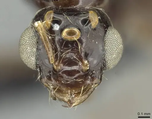 Monomorium grassei specimen CASENT0913766 image casent0913766_2
