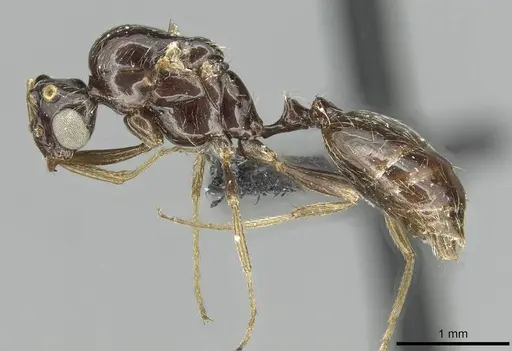 Monomorium grassei specimen CASENT0913766 image casent0913766_3