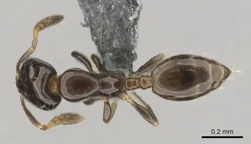 Monomorium guillarmodi specimen CASENT0258994 image casent0258994_1