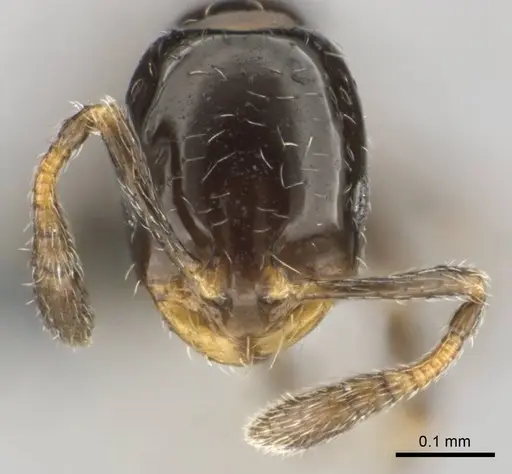 Monomorium guillarmodi specimen CASENT0258994 image casent0258994_2