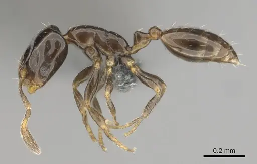 Monomorium guillarmodi specimen CASENT0258994 image casent0258994_3