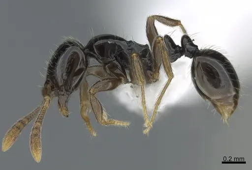 Monomorium guineense specimen CASENT0887960 image casent0887960_1