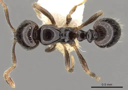 Monomorium guineense specimen CASENT0914325 image casent0914325_1