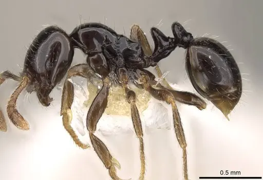 Monomorium guineense specimen CASENT0914325 image casent0914325_3
