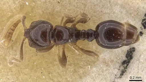 Monomorium guineense specimen CASENT0915420 image casent0915420_1