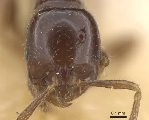 Monomorium guineense specimen CASENT0915420 image casent0915420_2
