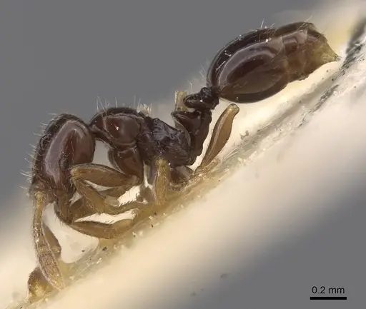 Monomorium guineense specimen CASENT0915420 image casent0915420_3
