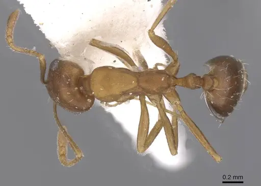 Monomorium hanaqe specimen CASENT0249834 image casent0249834_1