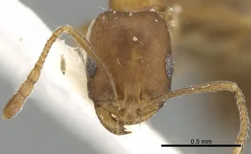 Monomorium hanaqe specimen CASENT0249834 image casent0249834_2