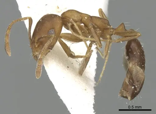 Monomorium hanaqe specimen CASENT0249834 image casent0249834_3