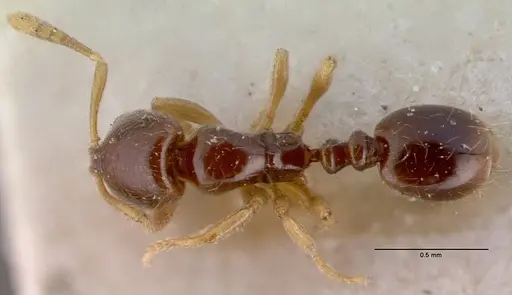 Monomorium hanneli specimen CASENT0010764 image casent0010764_1
