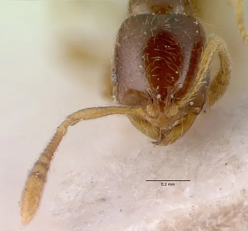 Monomorium hanneli specimen CASENT0010764 image casent0010764_2