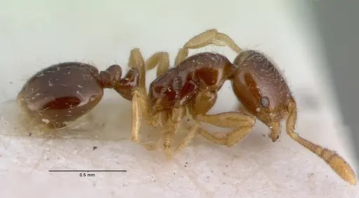 Monomorium hanneli specimen CASENT0010764 image casent0010764_3