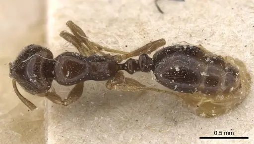 Monomorium hanneli specimen CASENT0010827 image casent0010827_1