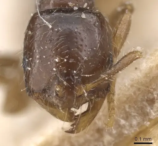 Monomorium hanneli specimen CASENT0010827 image casent0010827_2