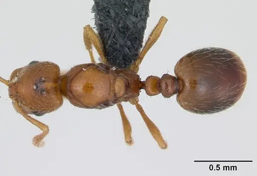 Monomorium hanneli specimen CASENT0045308 image casent0045308_1