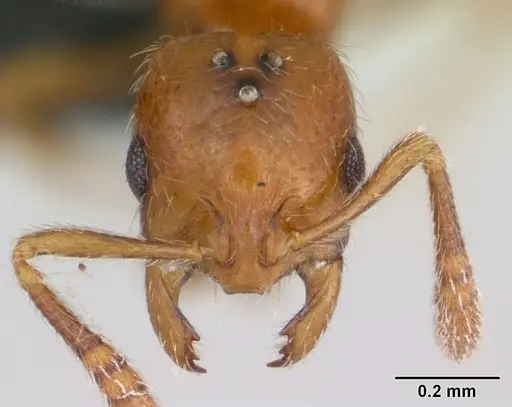 Monomorium hanneli specimen CASENT0045308 image casent0045308_2