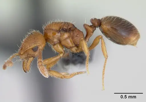 Monomorium hanneli specimen CASENT0045308 image casent0045308_3