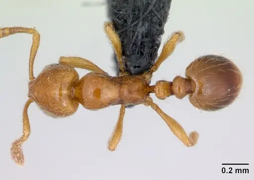 Monomorium hanneli specimen CASENT0045443 image casent0045443_1