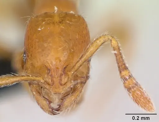 Monomorium hanneli specimen CASENT0045443 image casent0045443_2