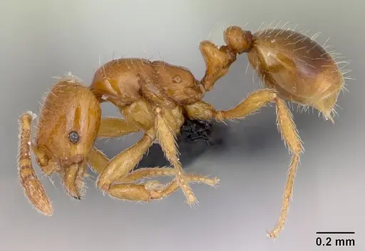 Monomorium hanneli specimen CASENT0045443 image casent0045443_3