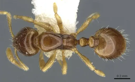 Monomorium hanneli specimen CASENT0101568 image casent0101568_1