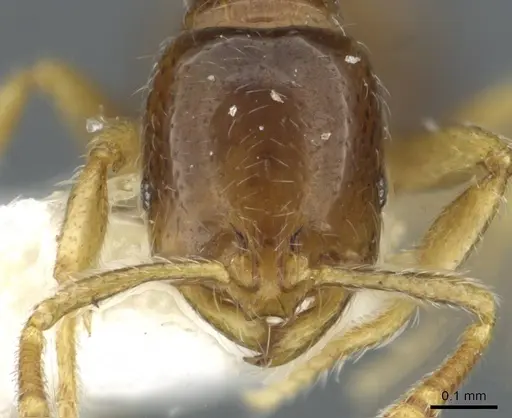 Monomorium hanneli specimen CASENT0101568 image casent0101568_2