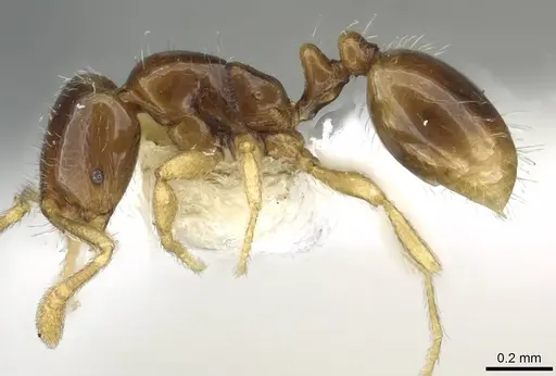Monomorium hanneli specimen CASENT0101568 image casent0101568_3