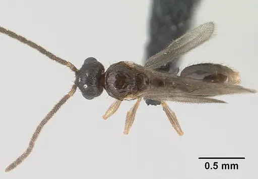 Monomorium hanneli specimen CASENT0135868 image casent0135868_1