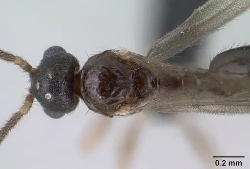 Monomorium hanneli specimen CASENT0135868 image casent0135868_2
