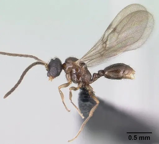 Monomorium hanneli specimen CASENT0135868 image casent0135868_4