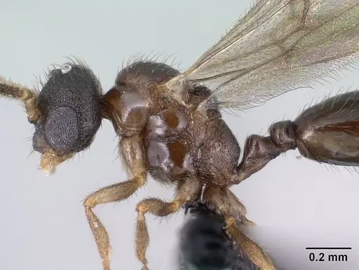 Monomorium hanneli specimen CASENT0135868 image casent0135868_5