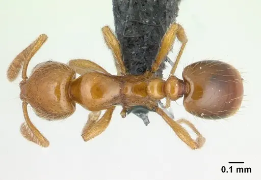 Monomorium hanneli specimen CASENT0136683 image casent0136683_1