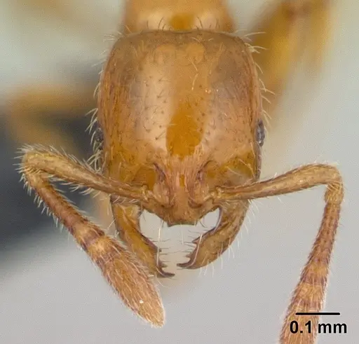 Monomorium hanneli specimen CASENT0136683 image casent0136683_2
