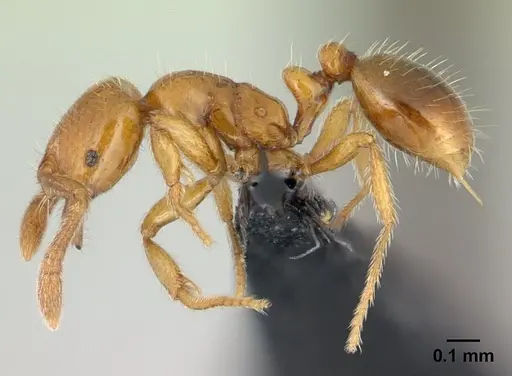 Monomorium hanneli specimen CASENT0136683 image casent0136683_3