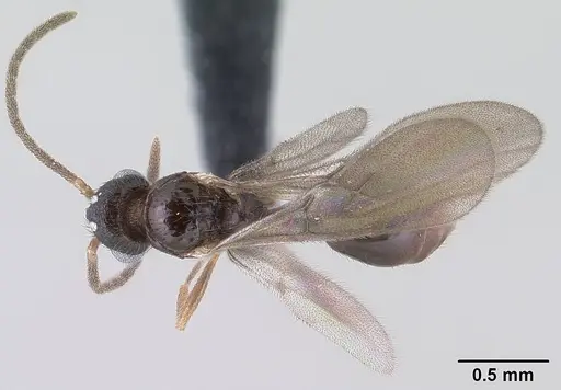 Monomorium hanneli specimen CASENT0145242 image casent0145242_1
