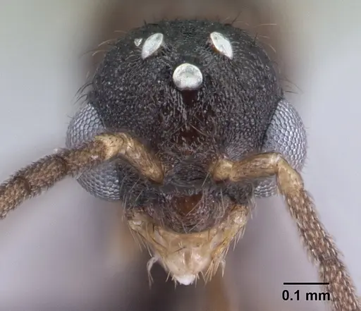 Monomorium hanneli specimen CASENT0145242 image casent0145242_2