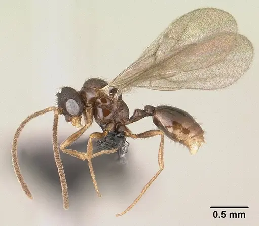 Monomorium hanneli specimen CASENT0145242 image casent0145242_3