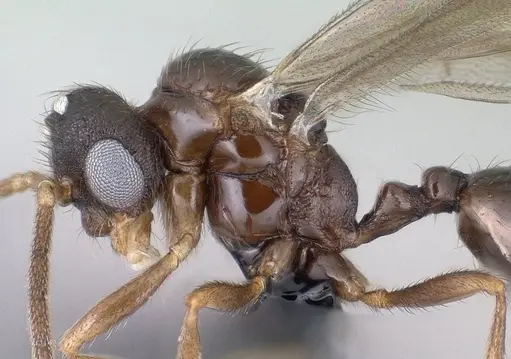 Monomorium hanneli specimen CASENT0145242 image casent0145242_4