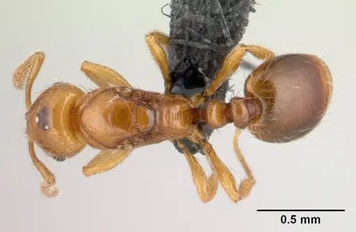 Monomorium hanneli specimen CASENT0149289 image casent0149289_1