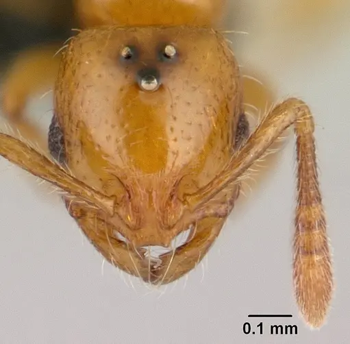 Monomorium hanneli specimen CASENT0149289 image casent0149289_2