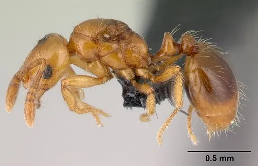 Monomorium hanneli specimen CASENT0149289 image casent0149289_3