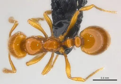 Monomorium hanneli specimen CASENT0151856 image casent0151856_1