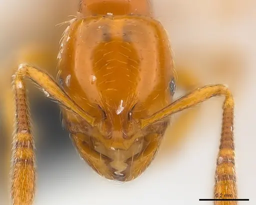 Monomorium hanneli specimen CASENT0151856 image casent0151856_2