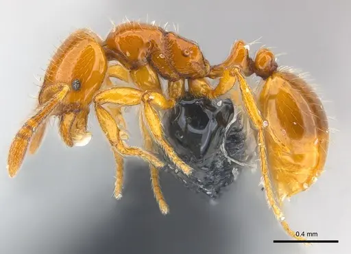 Monomorium hanneli specimen CASENT0151856 image casent0151856_3